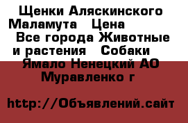 Щенки Аляскинского Маламута › Цена ­ 10 000 - Все города Животные и растения » Собаки   . Ямало-Ненецкий АО,Муравленко г.